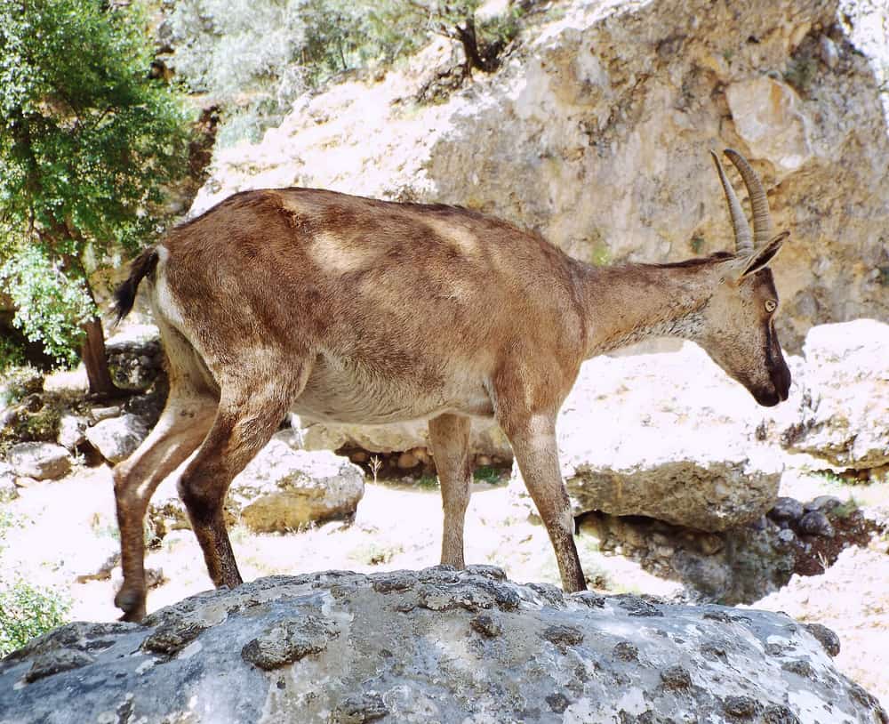 Αίγαγρος με κυρτά κέρατα πάνω σε βράχο, σε φυσικό τοπίο της Κρήτης