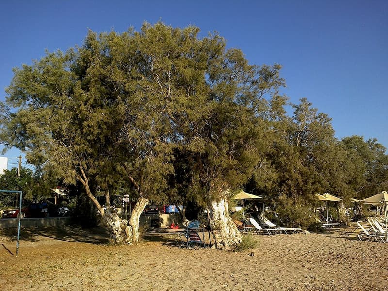 Achivadolimni beach neighbour: tamarisk trees giving shade over the sand at Papikinou beach on the bay of Milos