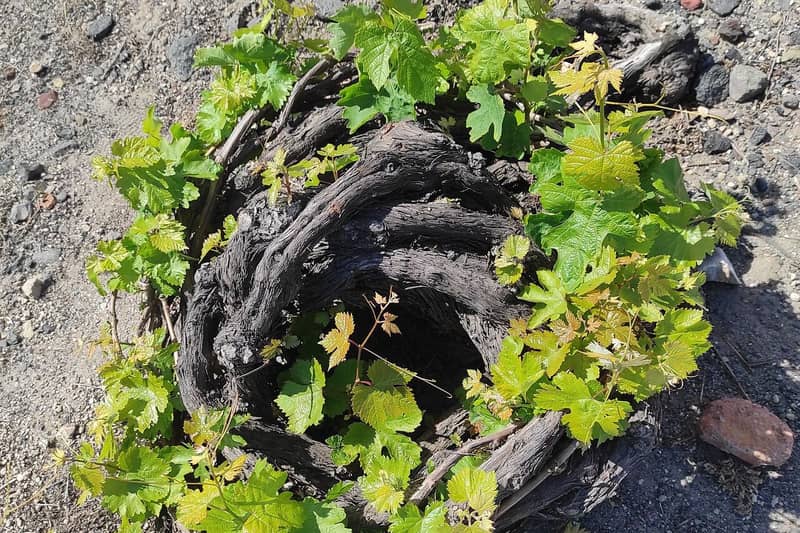 Milos wine tasting: an old vine trained low in a basket shape on volcanic soil, with fresh green leaves