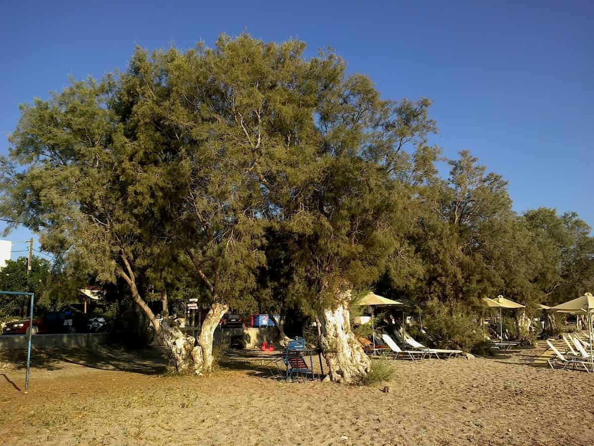 Οργανωμένες παραλίες Μήλος: ξαπλώστρες και ομπρέλες κάτω από αλμυρίκια στην παραλία Παπικινού