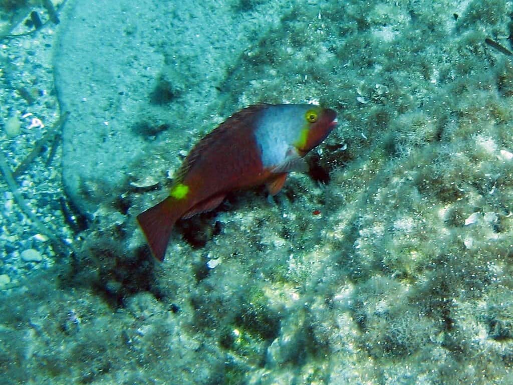Snorkeling Μήλος: ένας κόκκινος σκάρος κολυμπά πάνω από βράχους με φύκια στον βυθό
