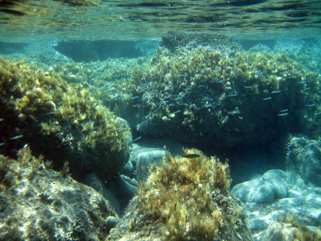 Snorkeling Μήλος: βράχια με φύκια και μικρά ψάρια μέσα σε καθαρό γαλάζιο νερό, λίγο κάτω από την επιφάνεια